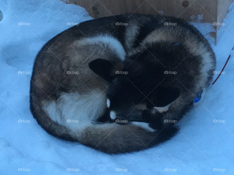 Husky keeping her nose warm in the winter by making a circle with her body and tucking her nose into her tail. 