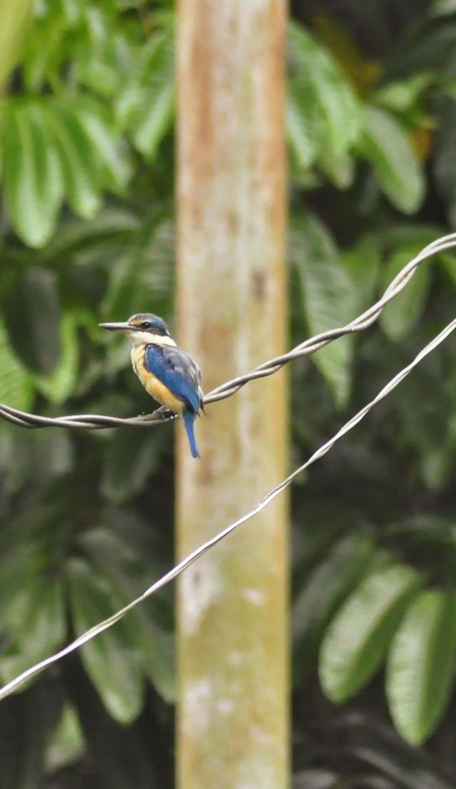 Raja Udang Bird