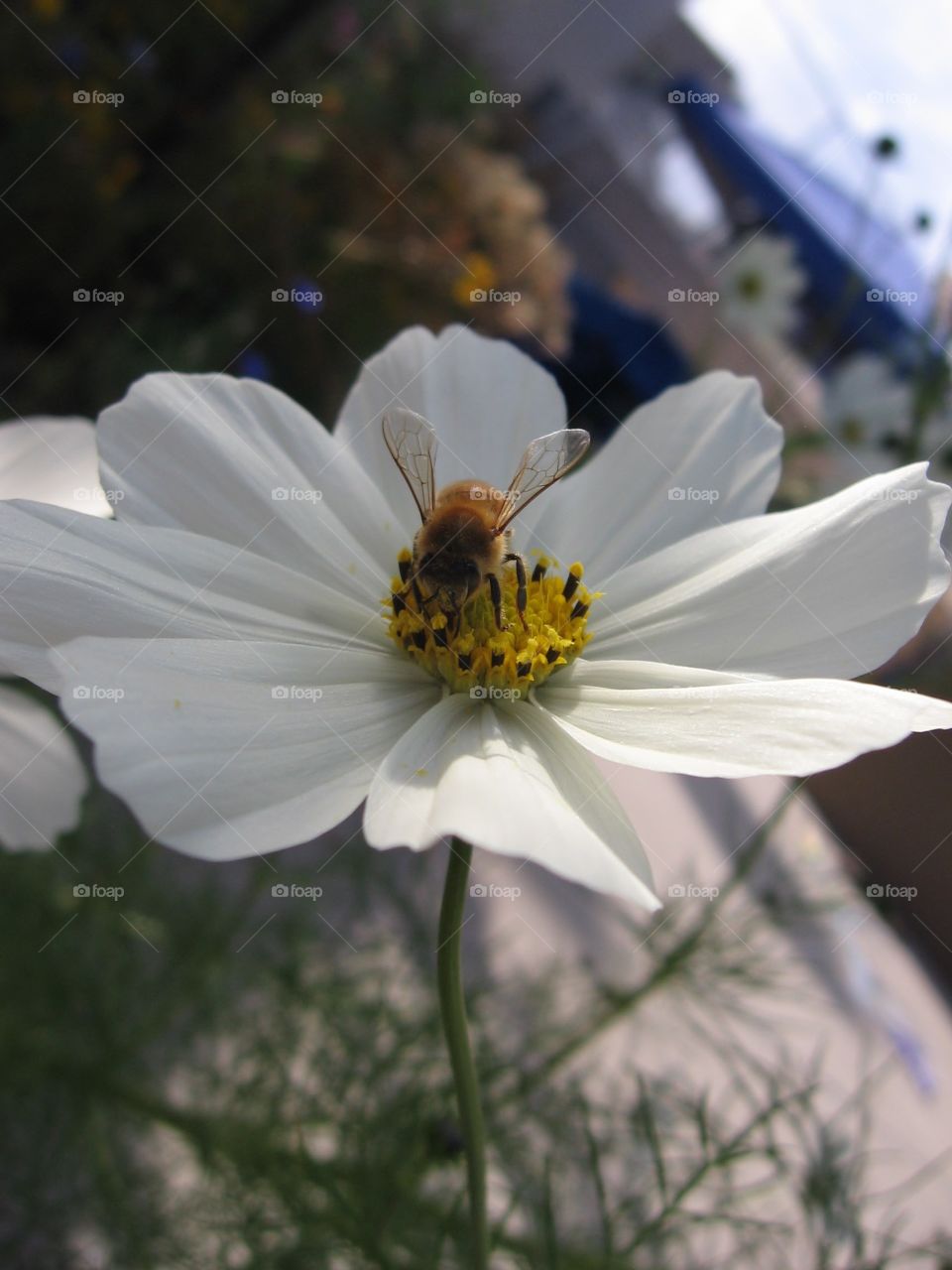 Honeybee collecting pollen from white cosmo.