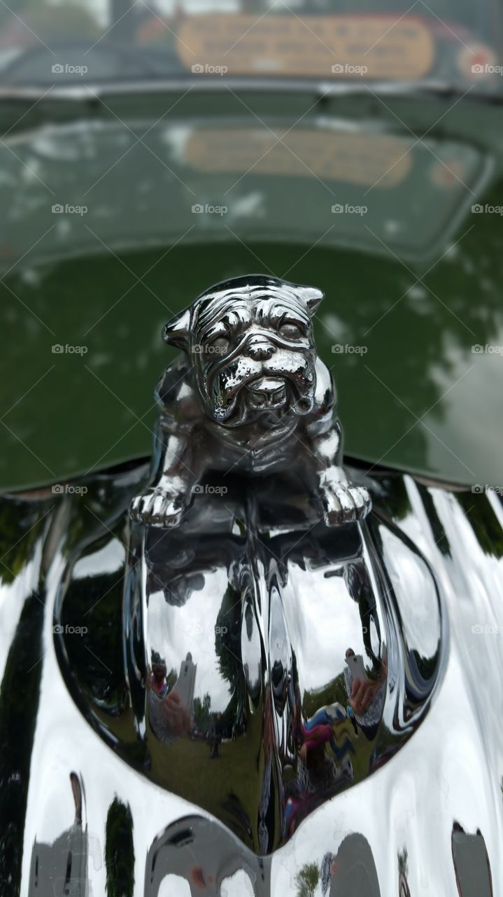 Bull dog chrome Hood ornament