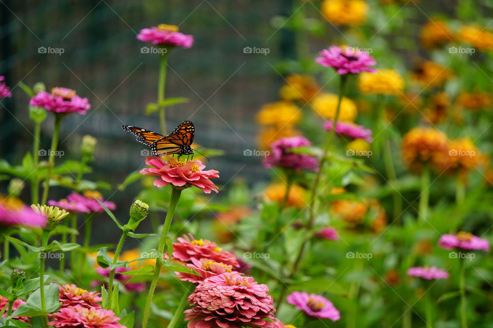 A monarch butterfly. 