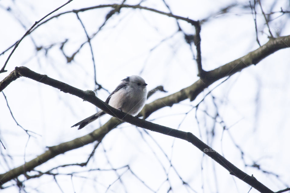 Small white black pink bird sitting on a branch - long-tailed tit  - liten vit svart rosa fågel på trädgren - stjärtmes 