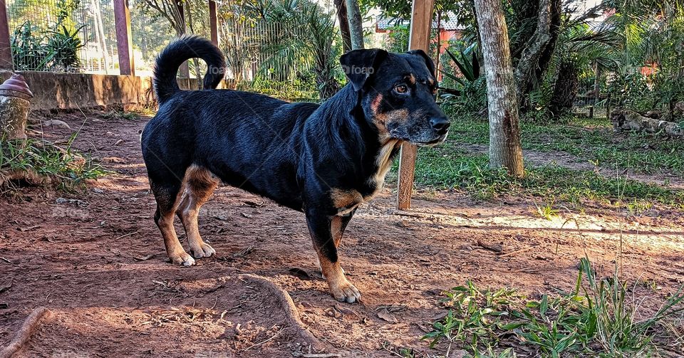 Cão