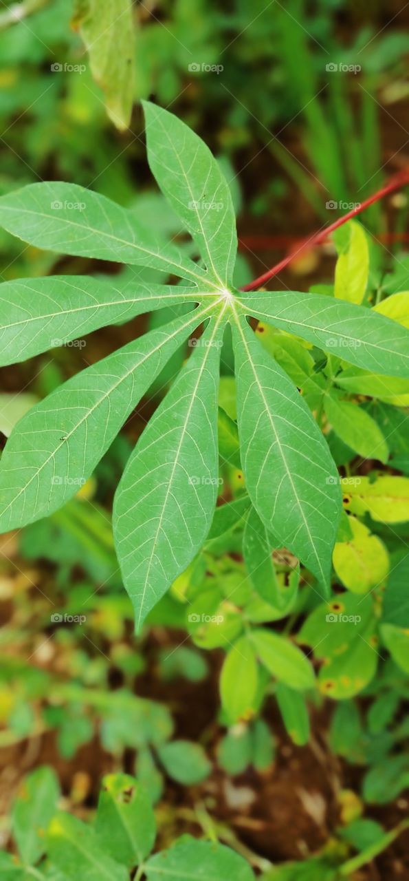 papaya leaf