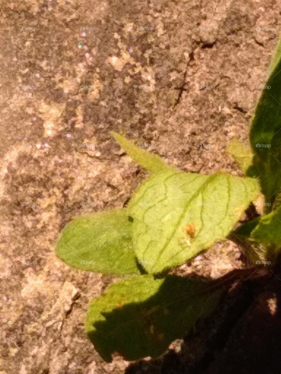 Outside plant with little bug 🐛, growing from the concrete.