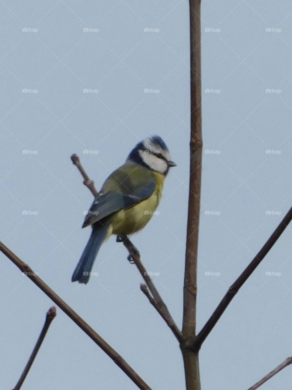 Blue tit 