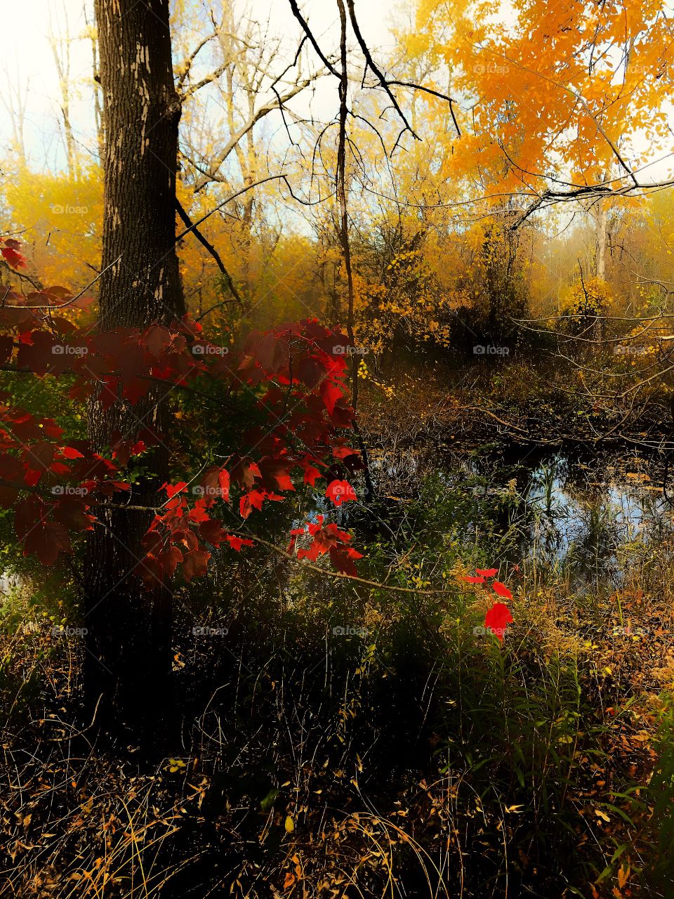 Red maple leaves