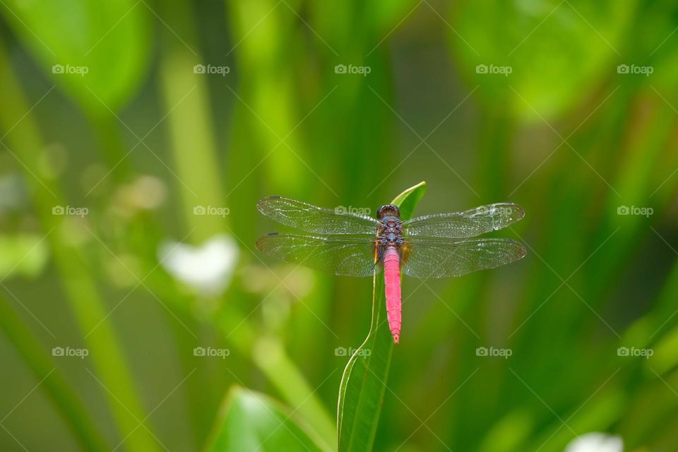 dragonfly