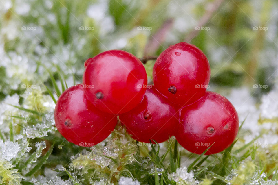 Red berries on moss and ice