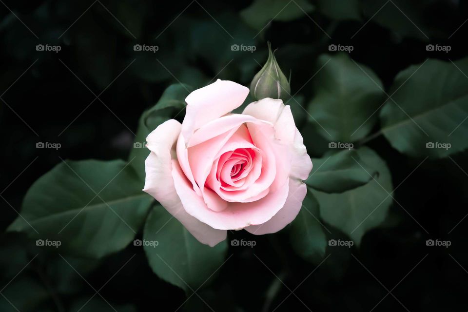 Pink Portland Rose In Bloom