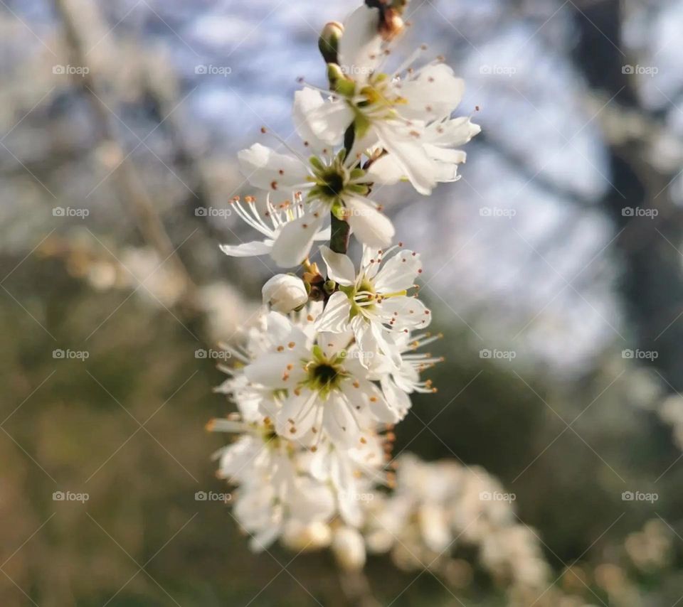 Tree blossom macro