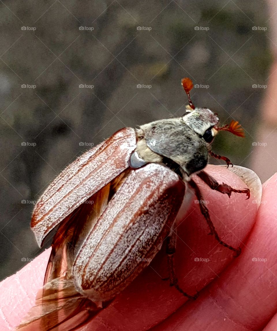 May bug on finger