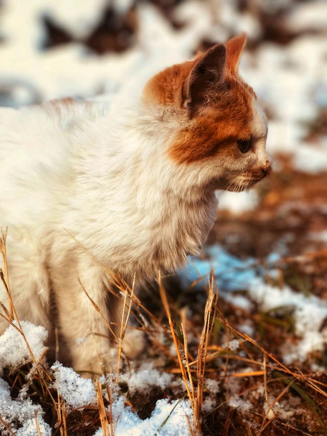 cat