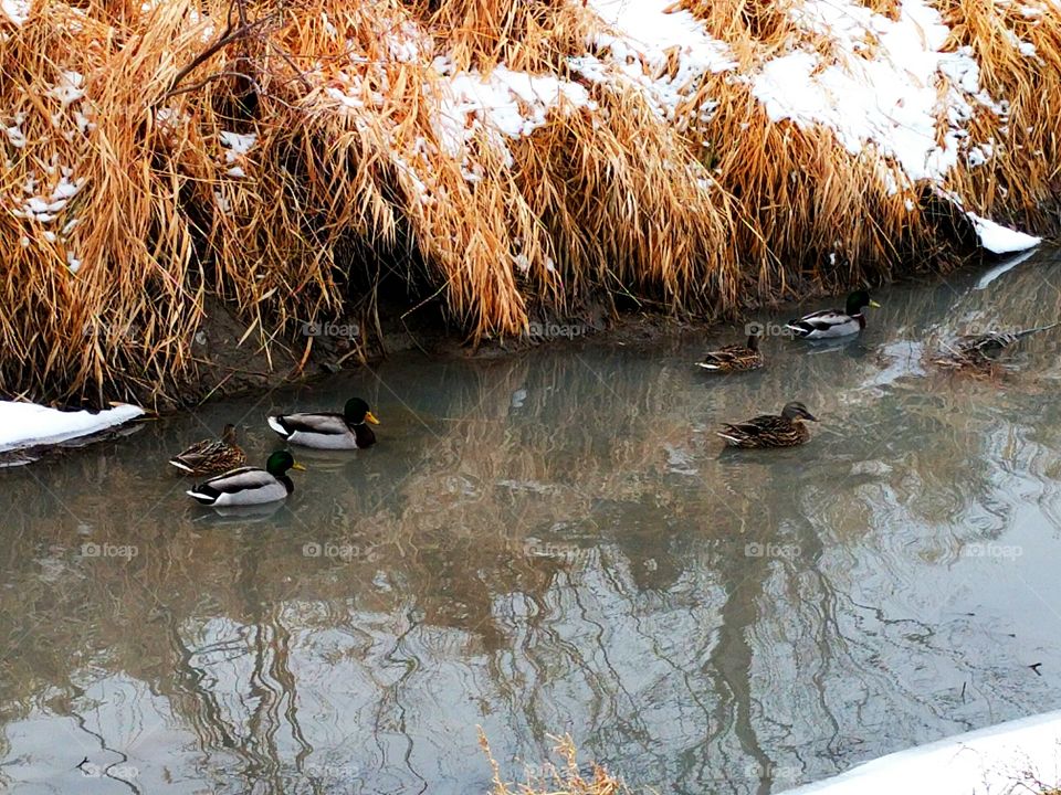 Ducks on a Stream