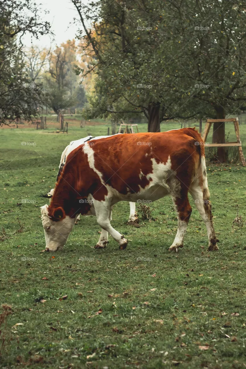 Animals