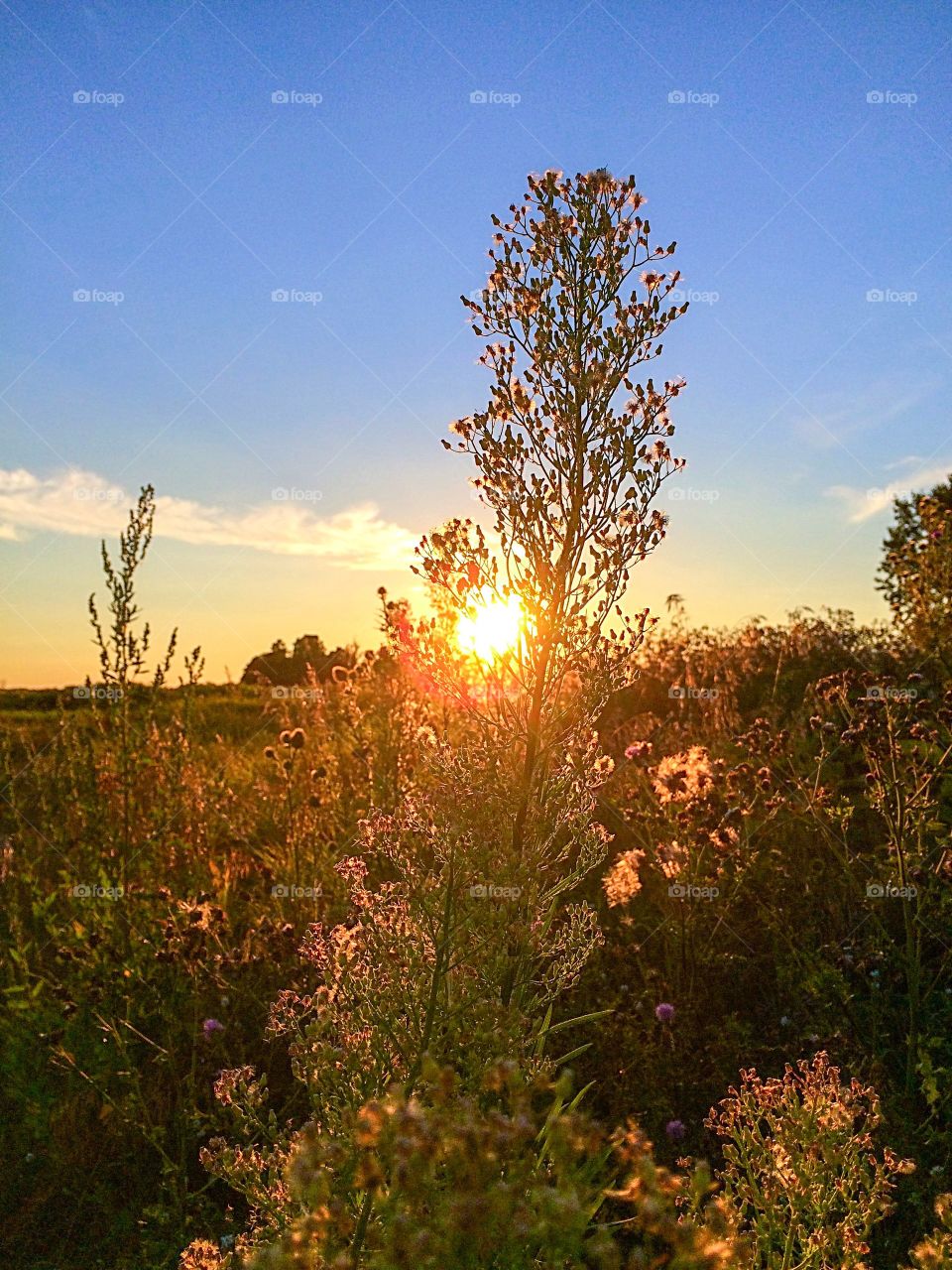 Sunset through the flowers 