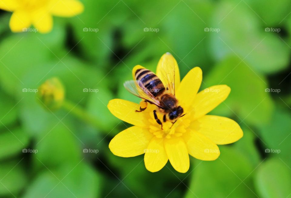 Working bee on a flower