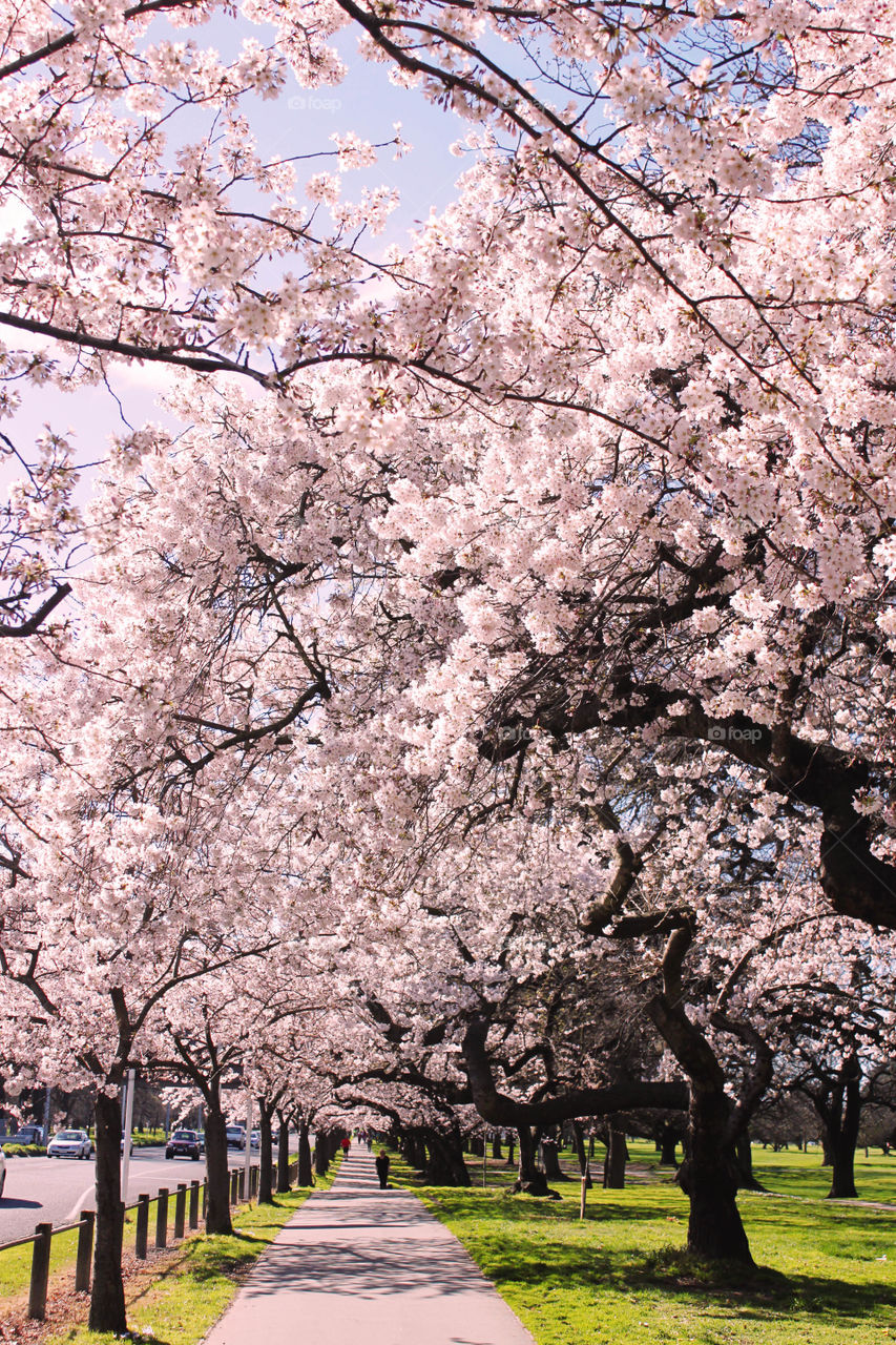 Cherry blossoms 