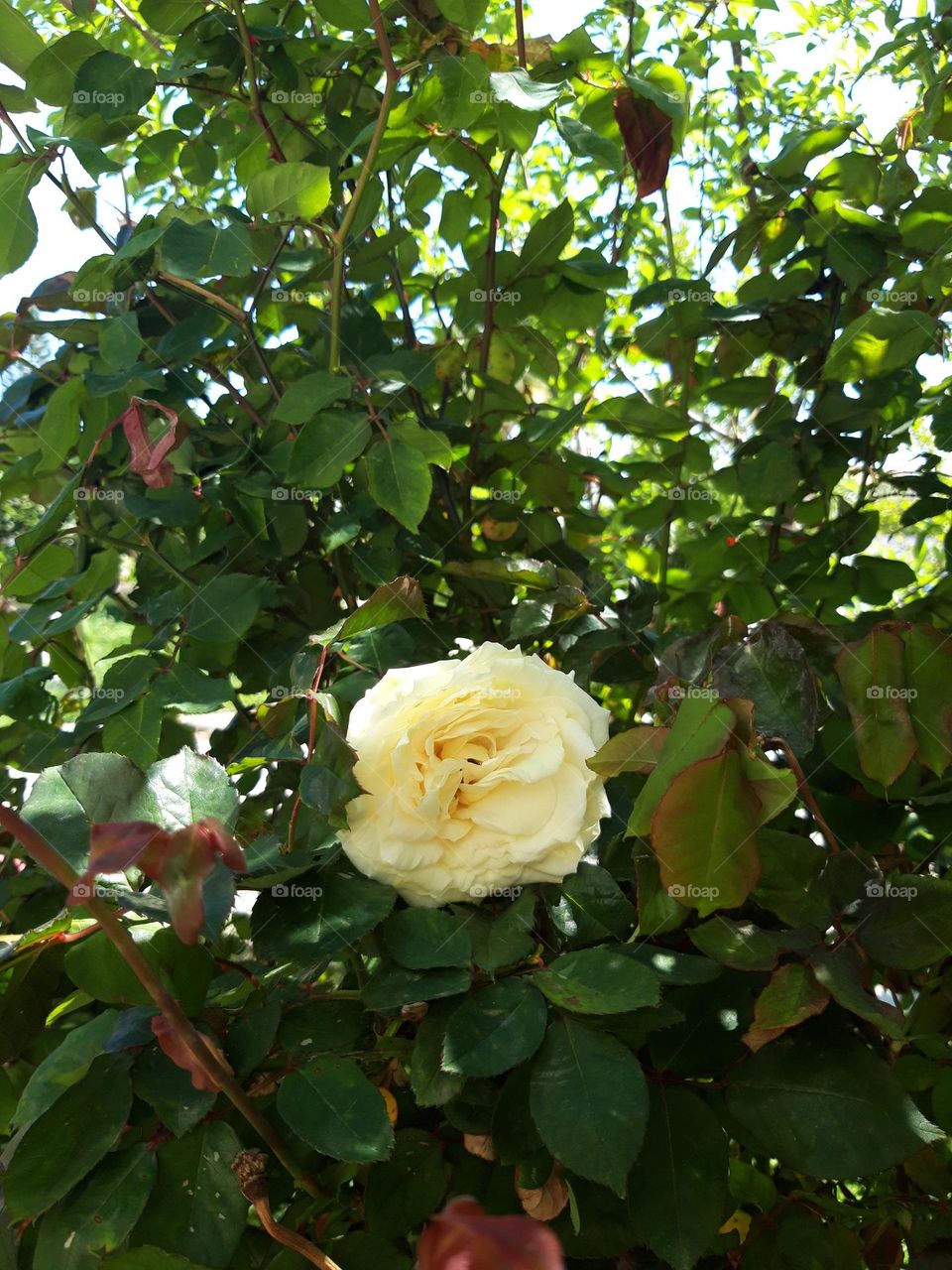 White rose!