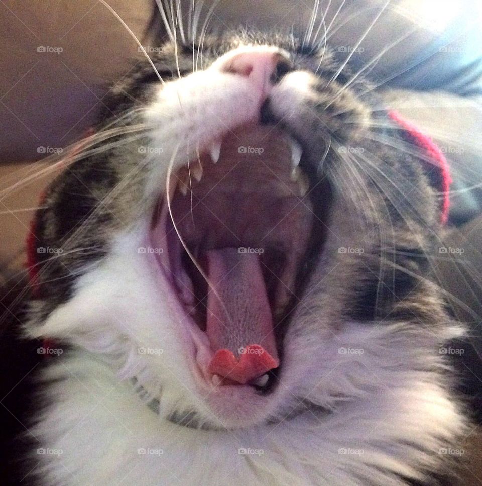 Big yawning cat