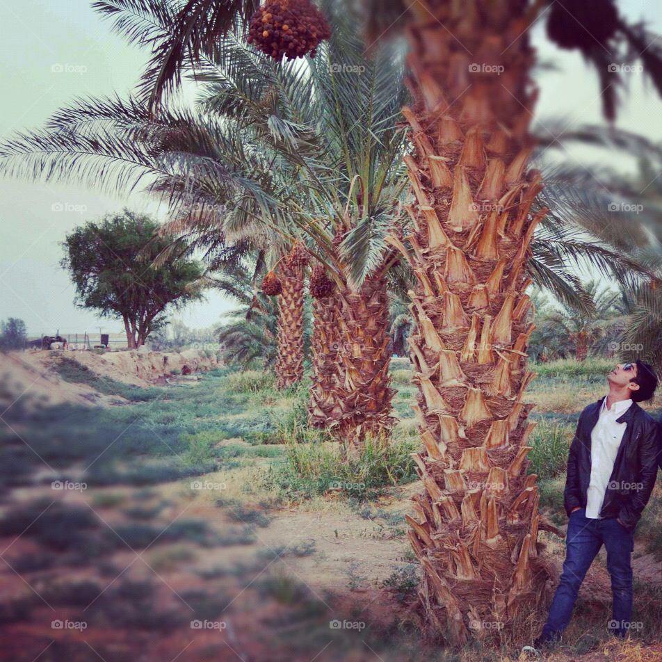 riyadh ammariya ksa dates palm trees riyadh ksa by Jaly