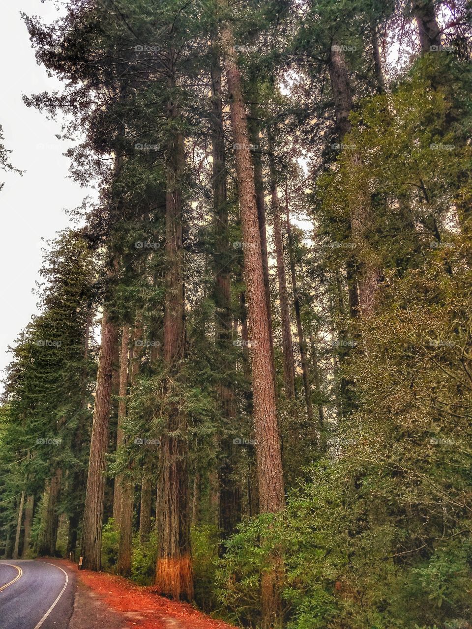 Redwoods