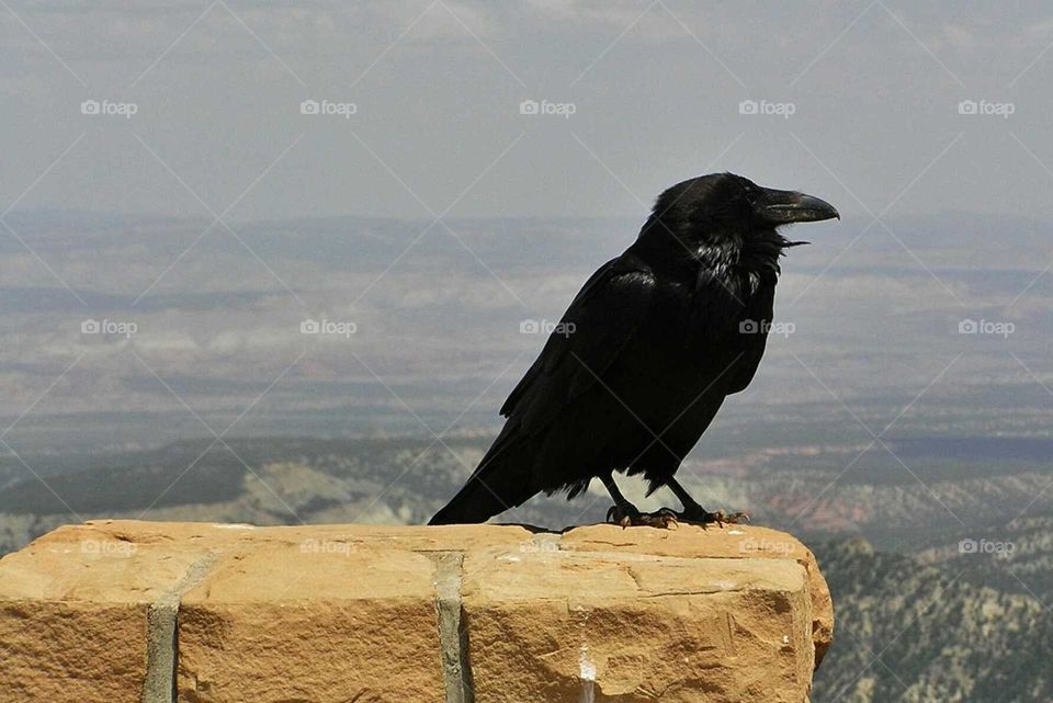 Lonely Raven
