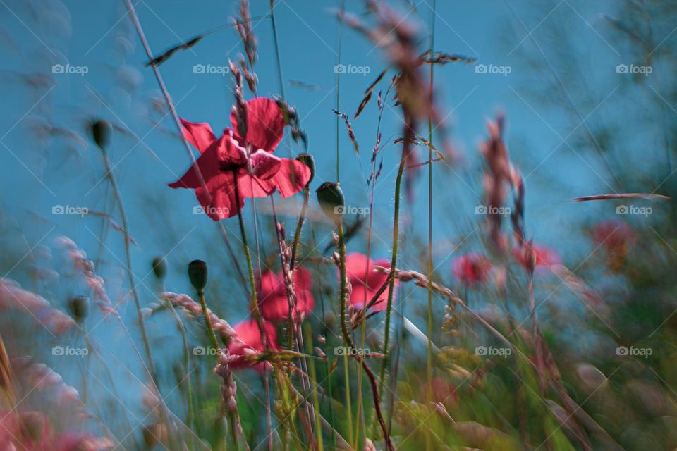 Summer meadow