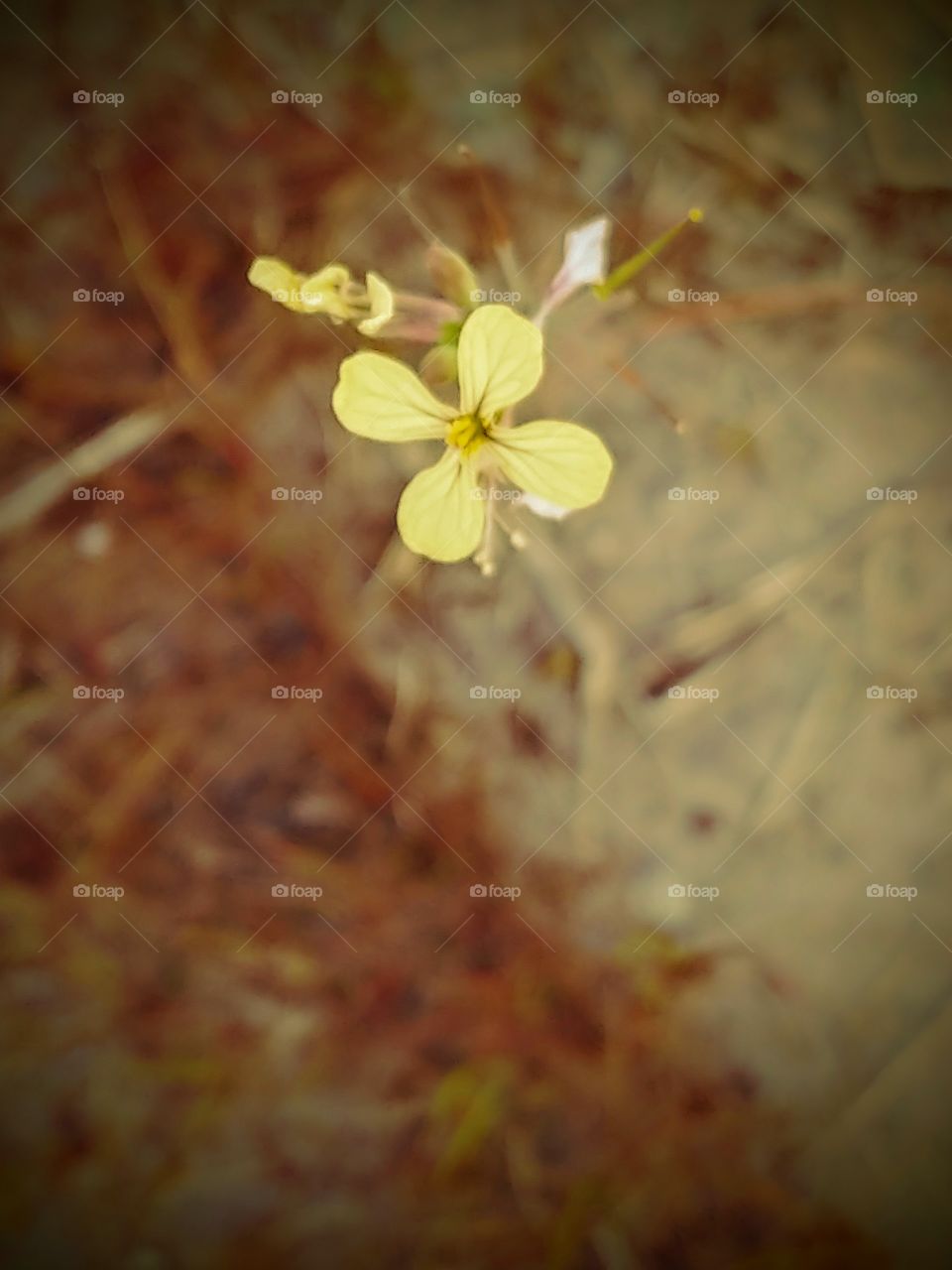 yellow wild flower springing