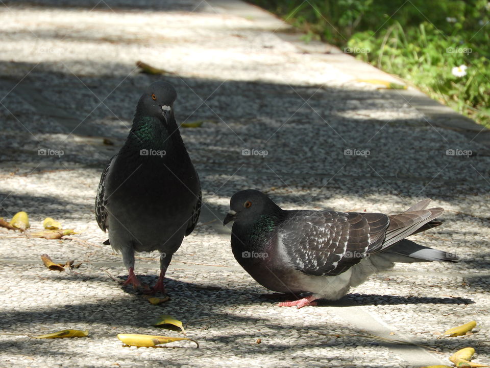 Birds couple