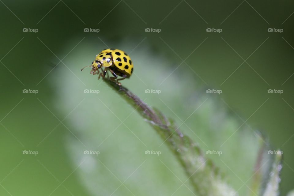 Yellow ladybug on top of a leaf