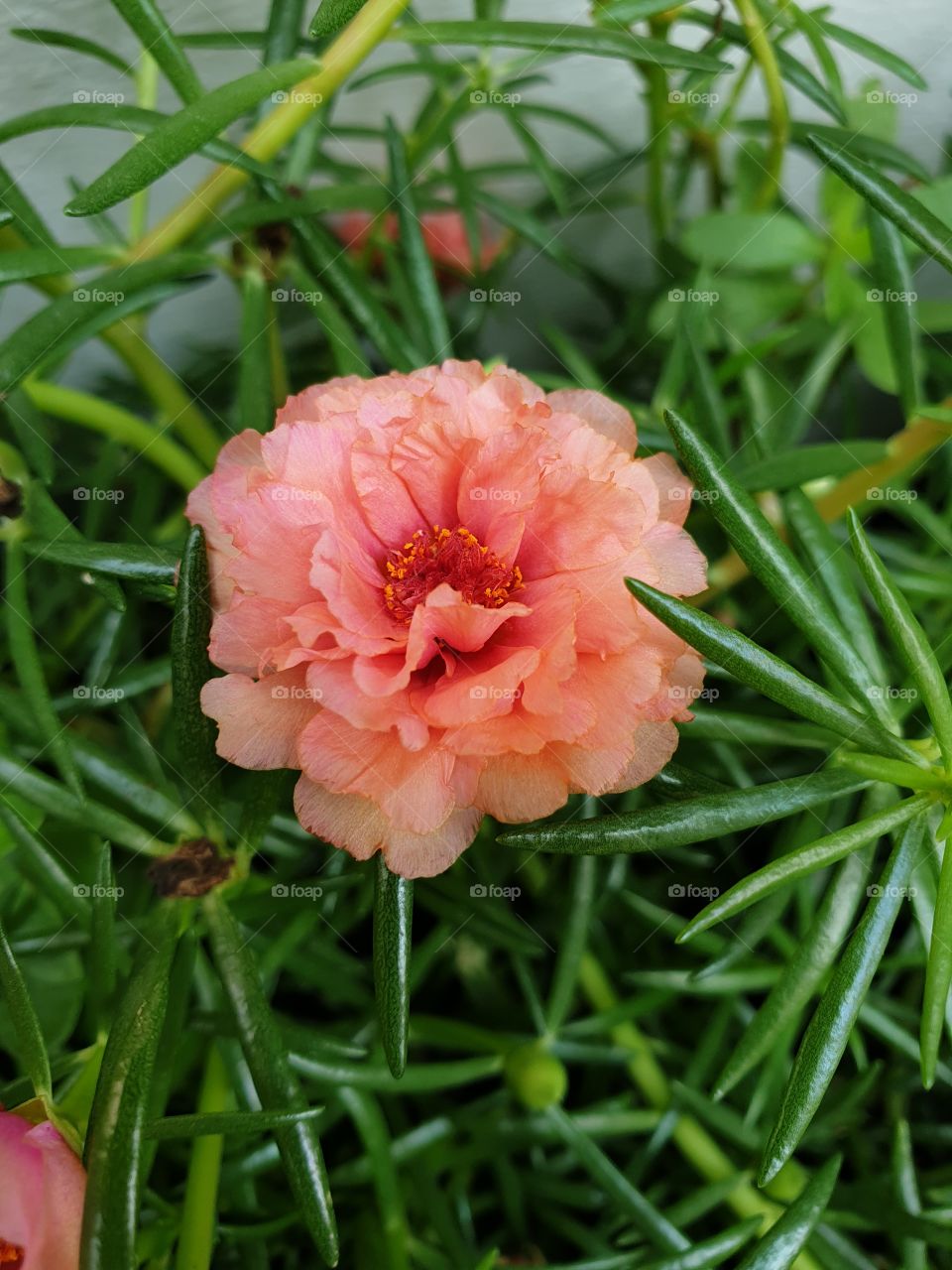 the portulaca grandiflora