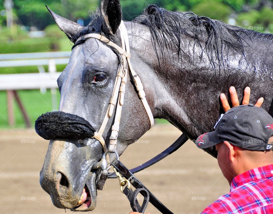 Double Down Again. A gray filly gets a cool soaking at Saratoga after finishing second in a race. 

ZAZZLE.com/FLEETPHOTO 