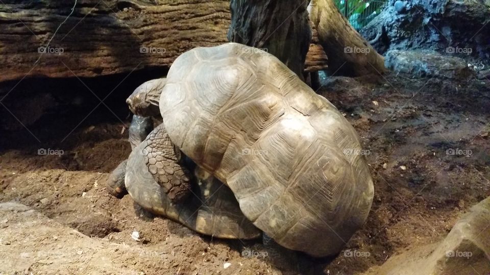 Wild Tortoise