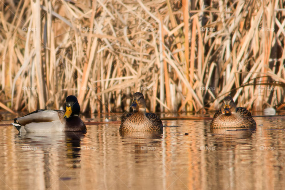 Group of mallard ducks swimming in front of reed