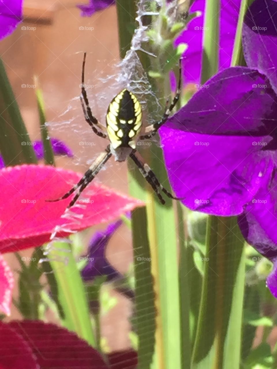 Yellow garden spider
