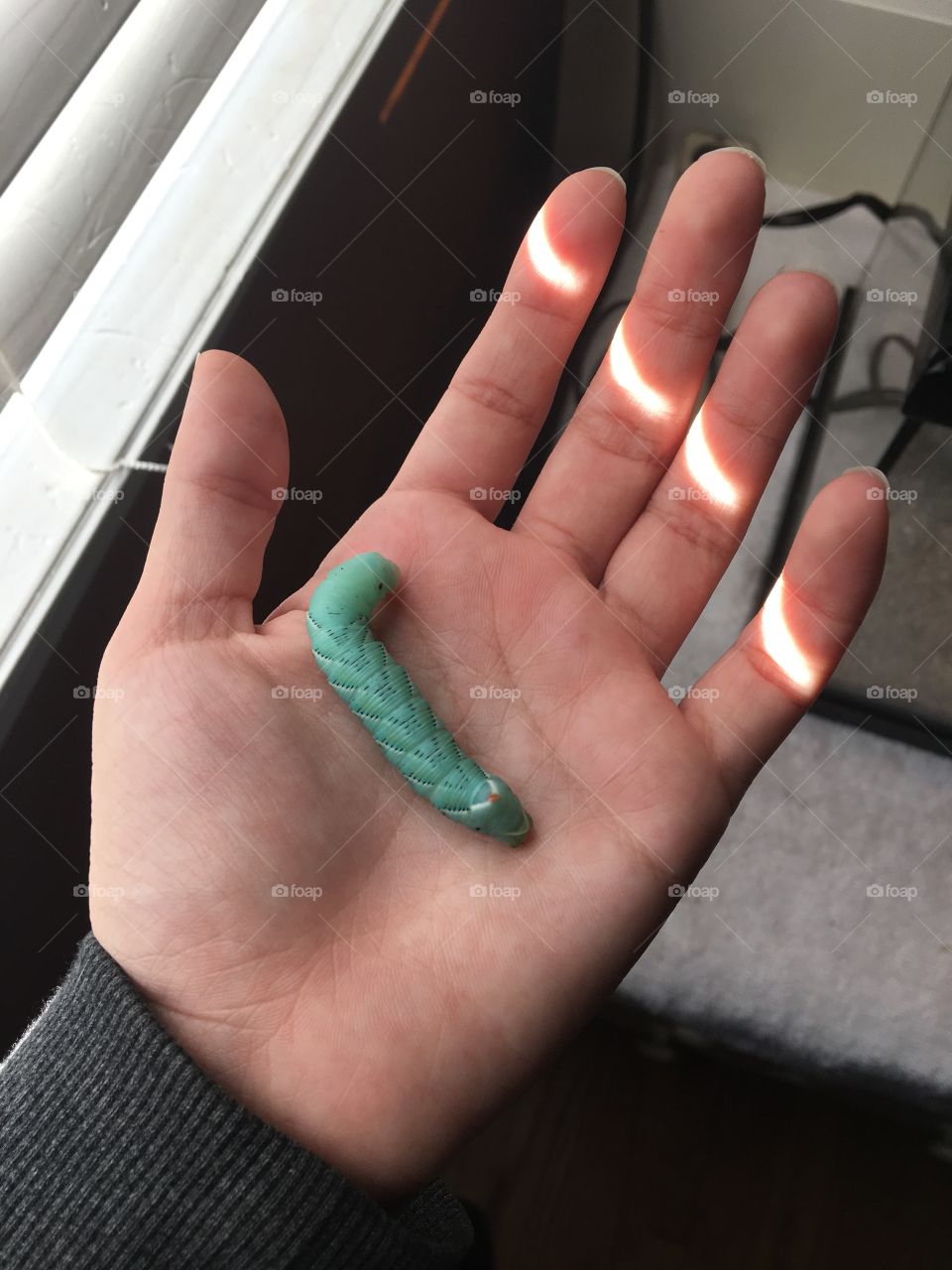 Blue-green hornworm