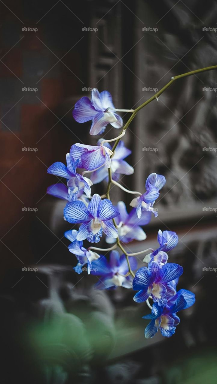 blue and white flowers in tilt shift lens

Orchid