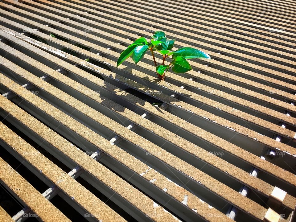 Plant popping through a slatted walkway