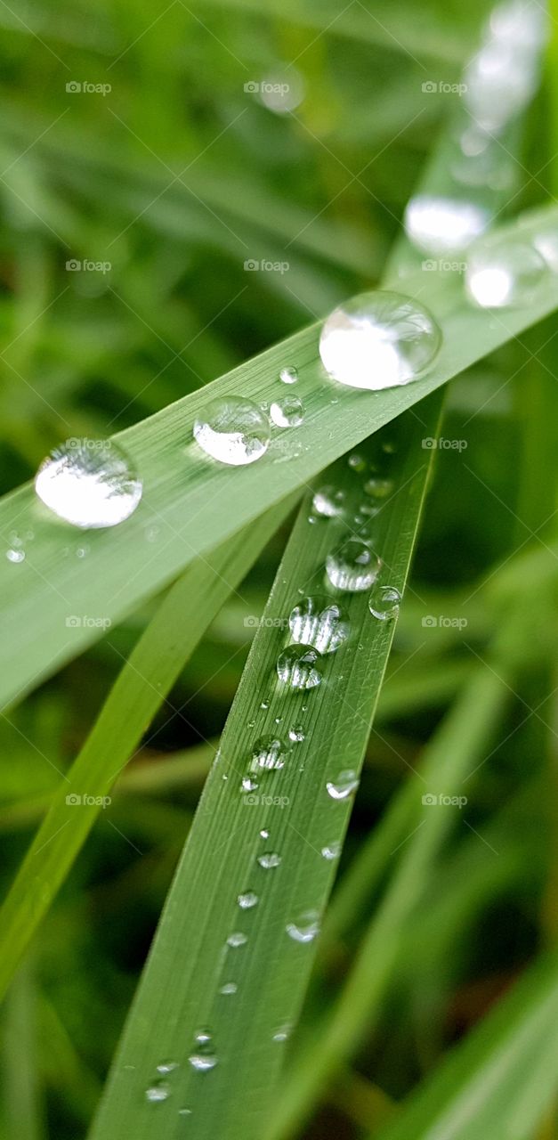 Hello
Please like my pictures and follow me
Thank you
Wet green grass
Lulu beads of rain