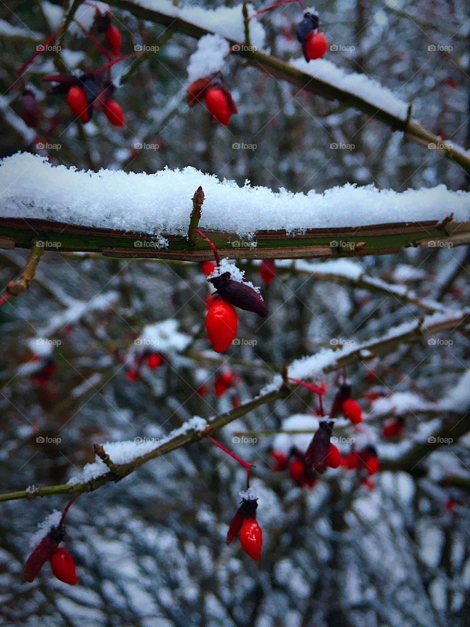 Berry Amongst Snow  
