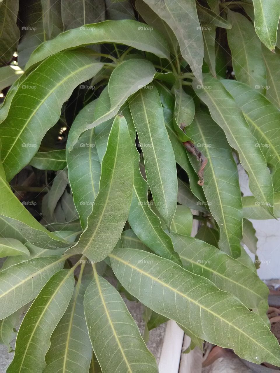 Mango tree green leafs