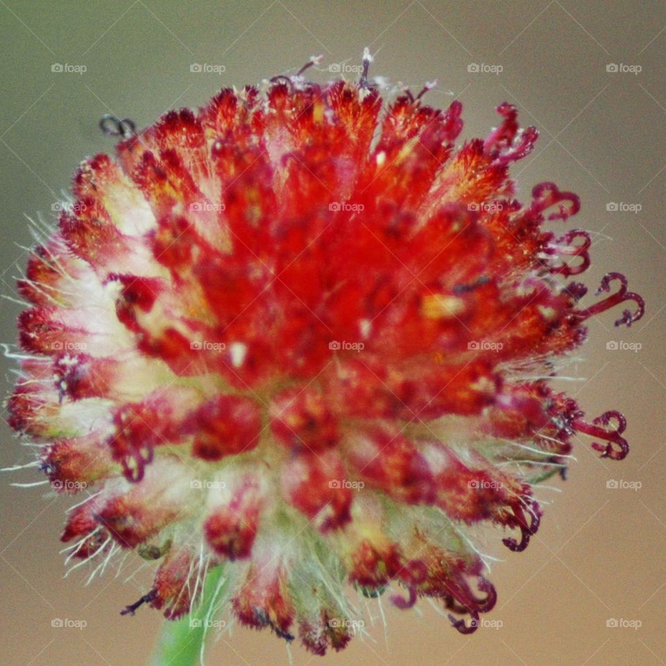 rayless indian blanket