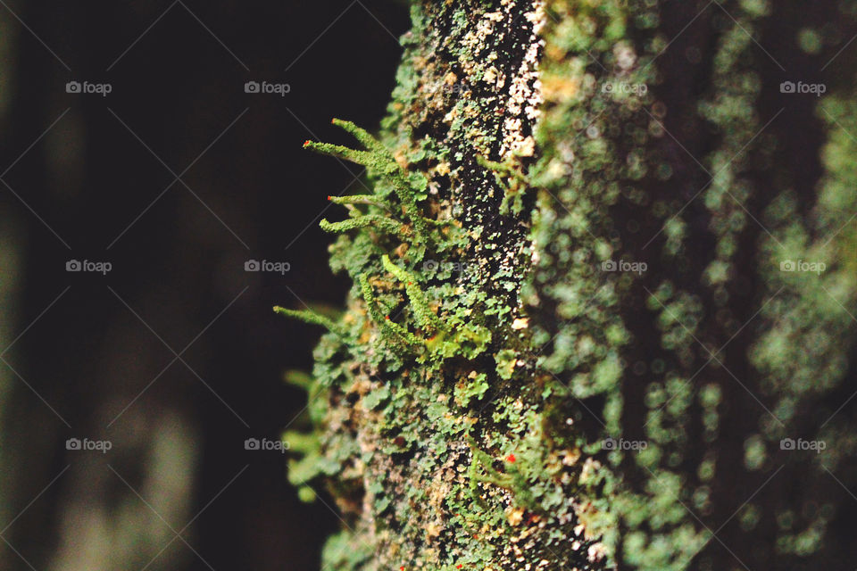 Macro forest textures - lichen and moss on tree trunk bark