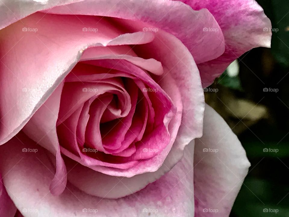 Pretty Pink Rose 