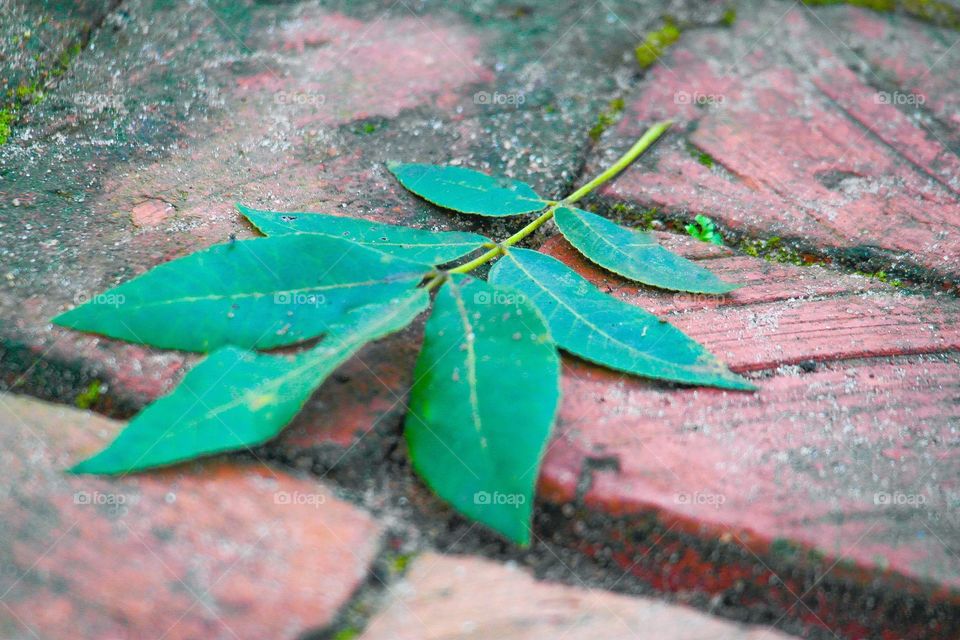 Green leaf on bricks