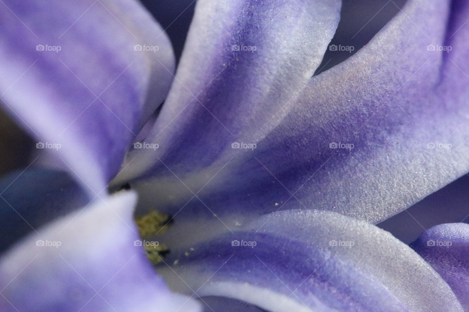 Purple Spring Flower Macro