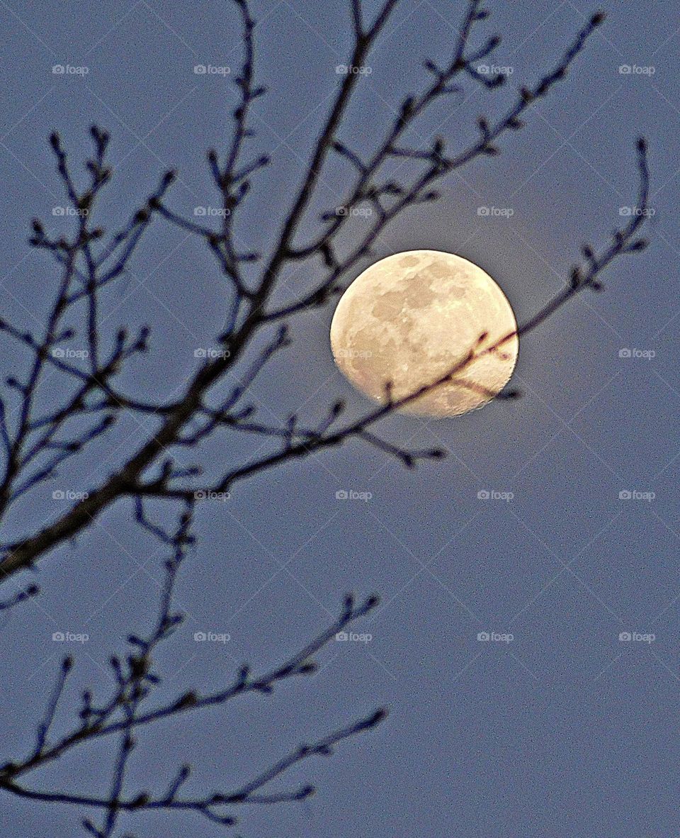 Bringing lunar to the tree - Although the moon appears to be located in the branches of  the tree, it is actually situated very far away.