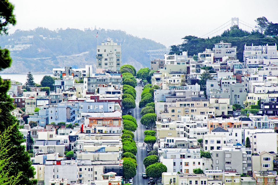 Road with green trees. Road with green trees in San Francisco