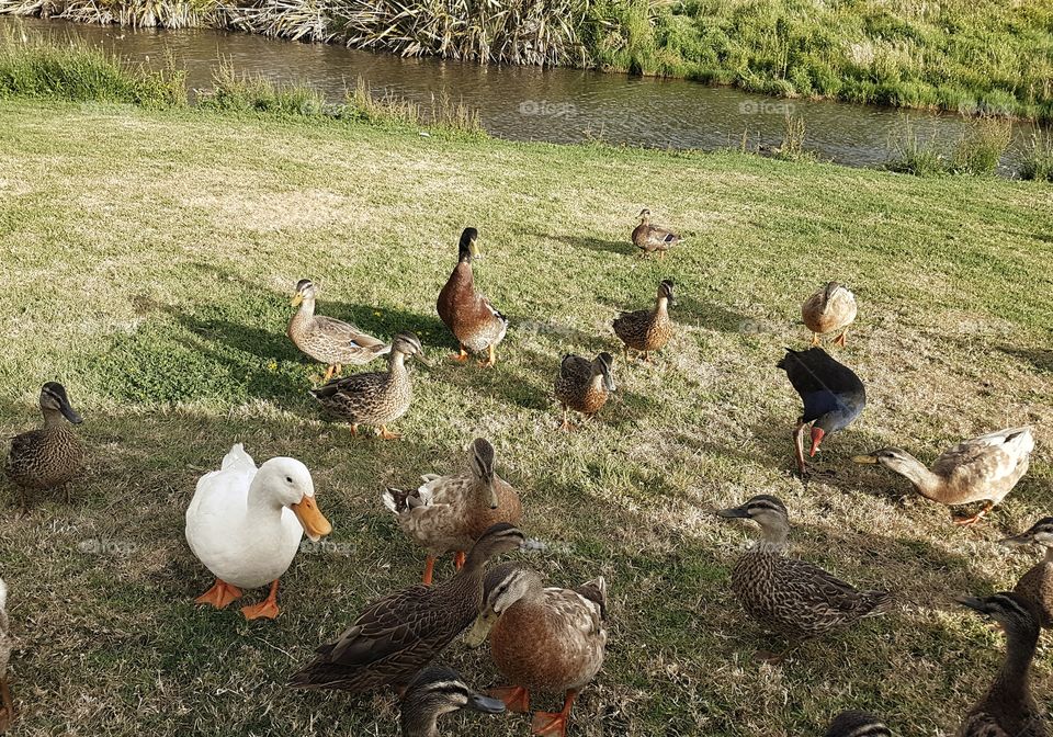 Ducks at the park